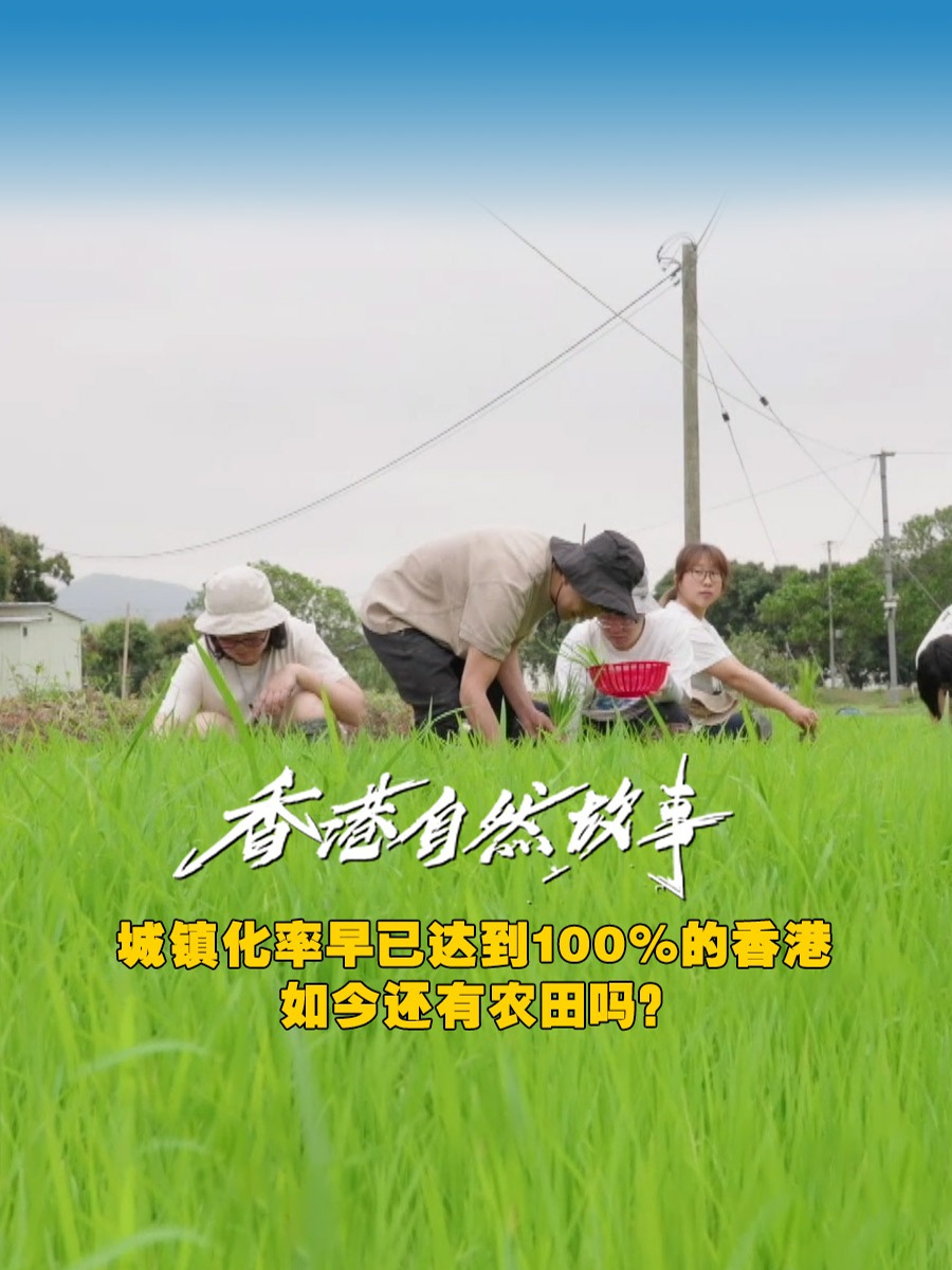 城镇化率早已达到100%的香港，如今还有农田吗？——香港新界北部还保留着最古老的稻田农地，都市人来到这里的农田学习插秧。香港人吃的大米，大多从外地进口，能够自己种植和收获本地大米成为一种难得的体验。一