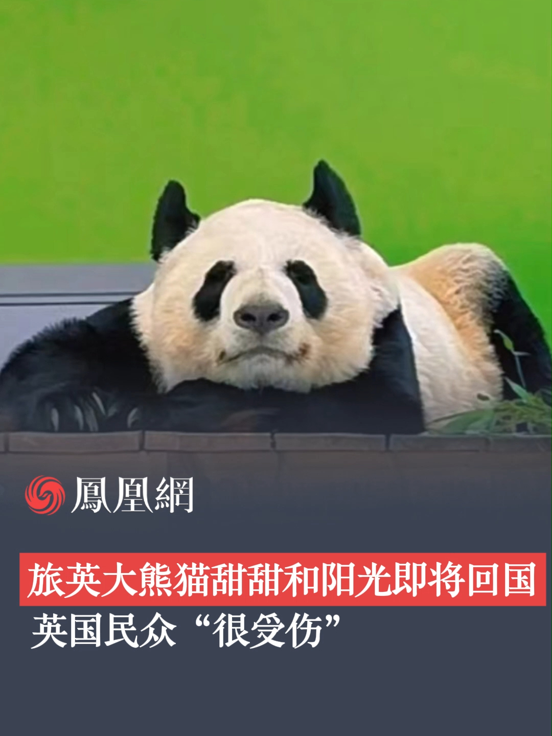 旅英大熊猫甜甜和阳光即将回国,英国民众"很受伤".