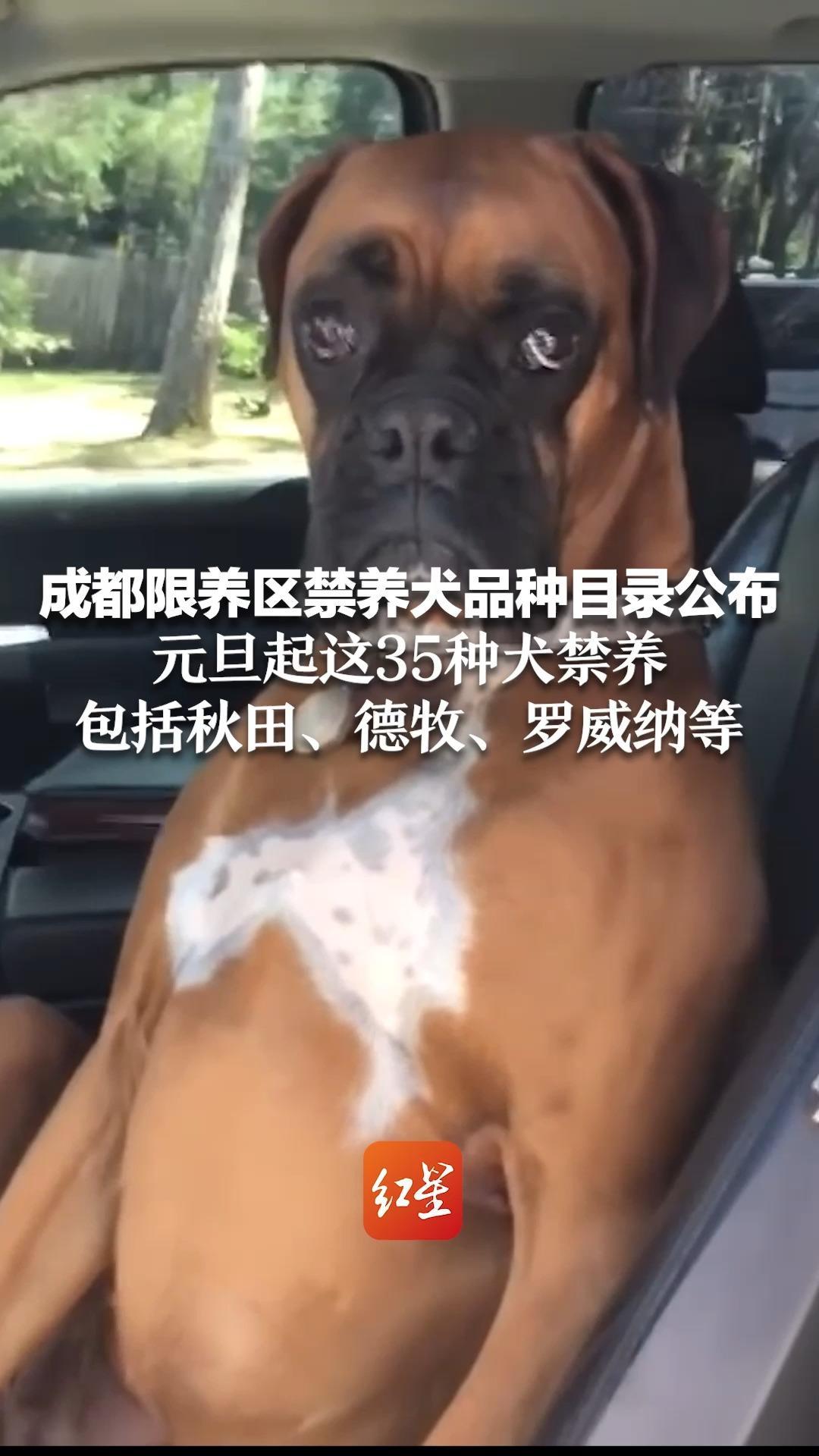 成都限养区禁养犬品种目录公布 元旦起这35种犬禁养 包括秋田、德牧、罗威纳等