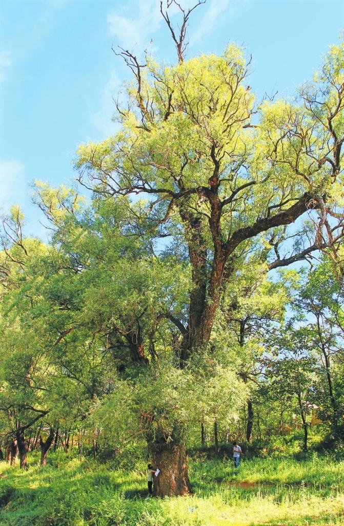 泾川县汭丰镇三十梁村的左公柳(本版图片均为资料图)