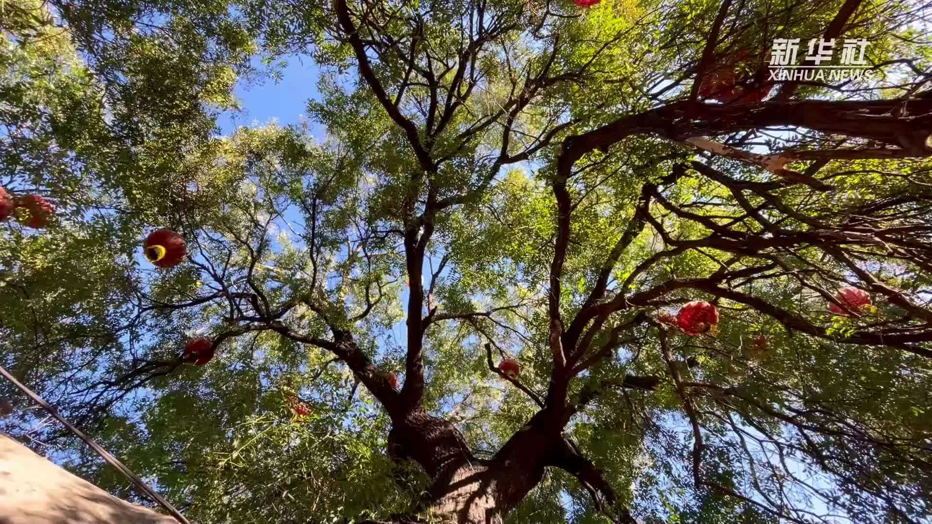 千城胜景丨河北鸡泽：古槐见证沧桑岁月