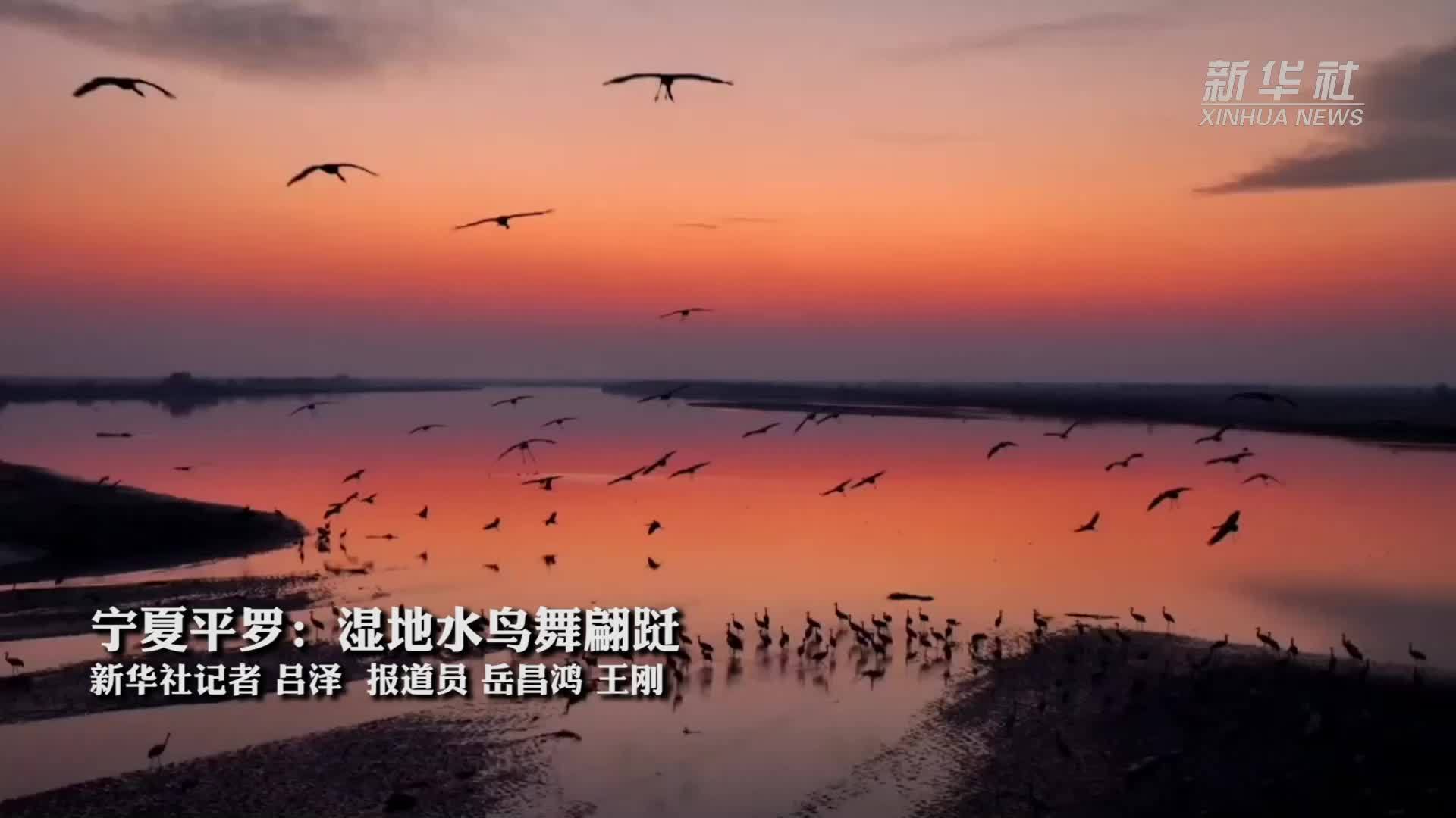 宁夏平罗：湿地水鸟舞翩跹