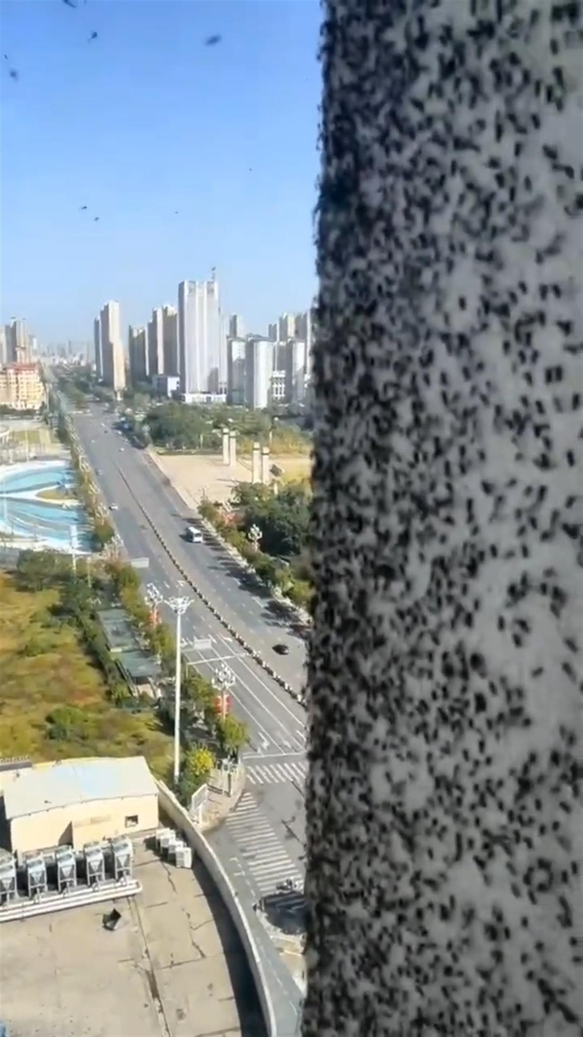 蚊虫遍布墙体 （来源：当地媒体）