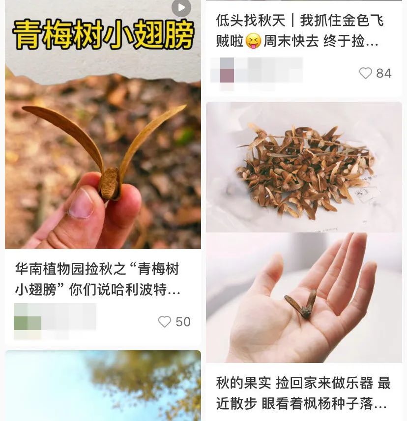 △小小翅膀，飞呀飞不出人类的掌心。（图/小红书截图）