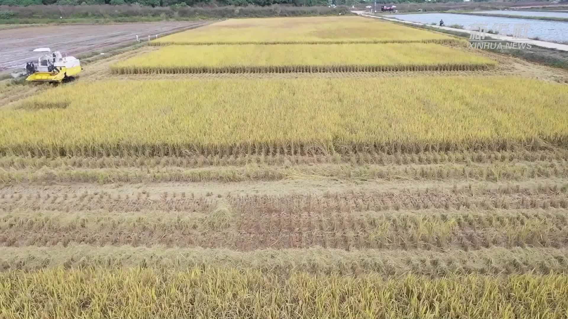 解锁农业科技范：这片稻田几乎“无人下地”