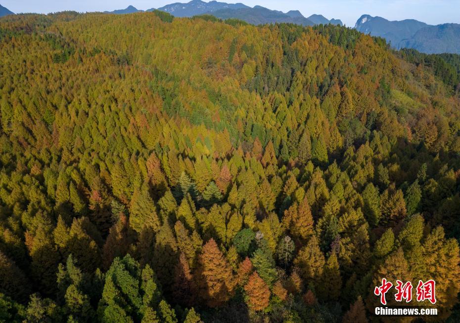 初冬重庆山王坪喀斯特国家生态公园层林尽染 风景如画
