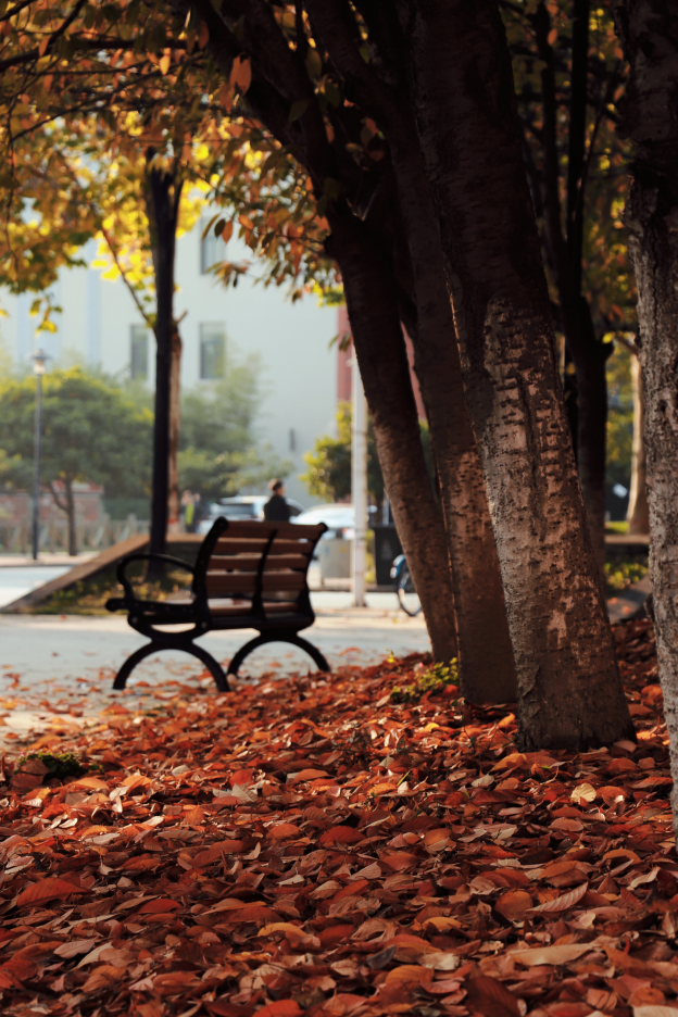 西安高校的专属限定美景快来收藏