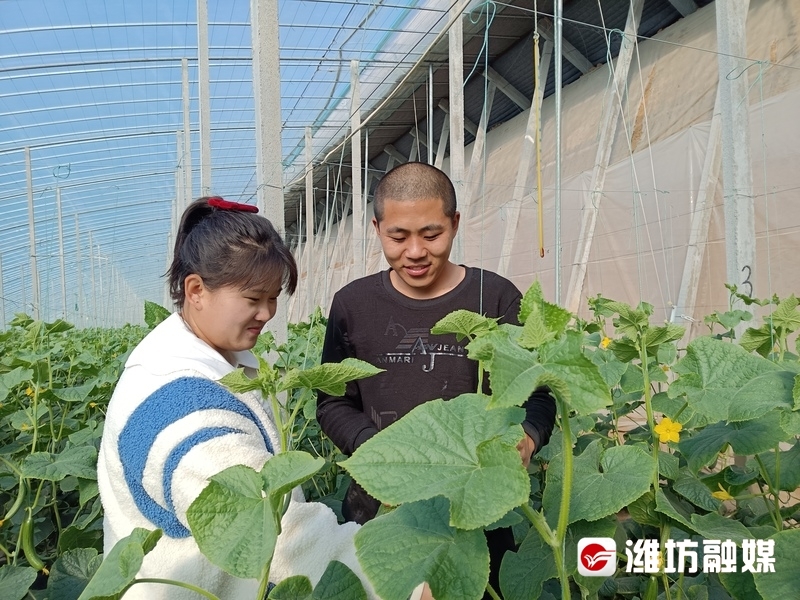 在园区创业的年轻菜农