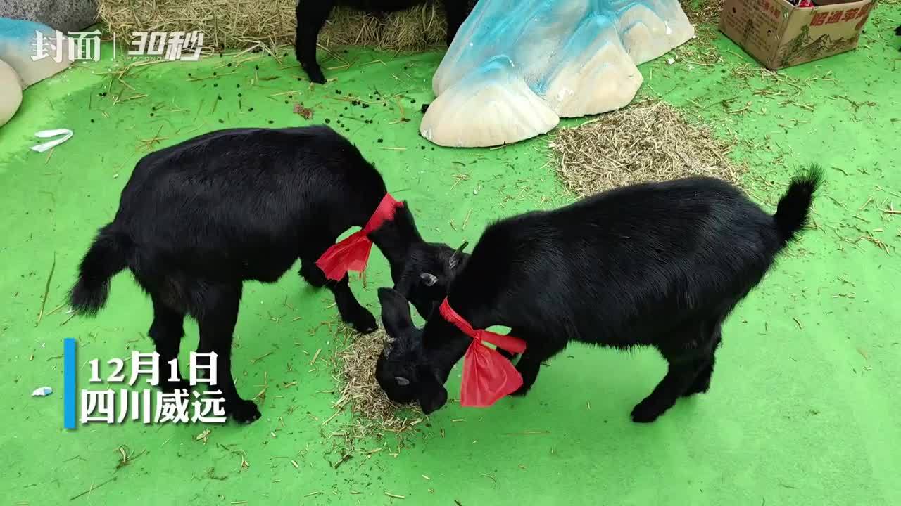 30秒｜羊肉汤、羊肉串、羊肉包子……威远羊肉汤美食季活动现场太诱人