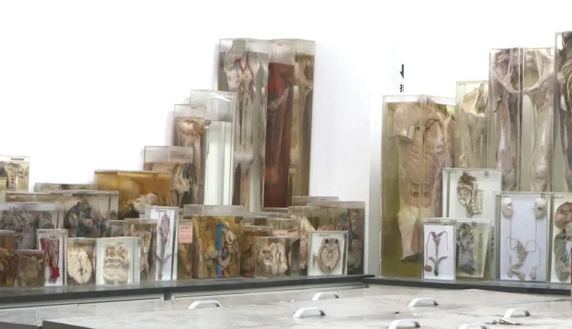 (实验室中满是罐装标本)