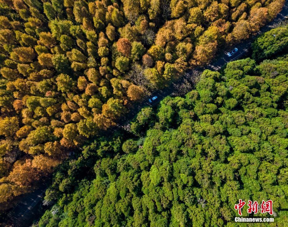 初冬重庆山王坪喀斯特国家生态公园层林尽染 风景如画