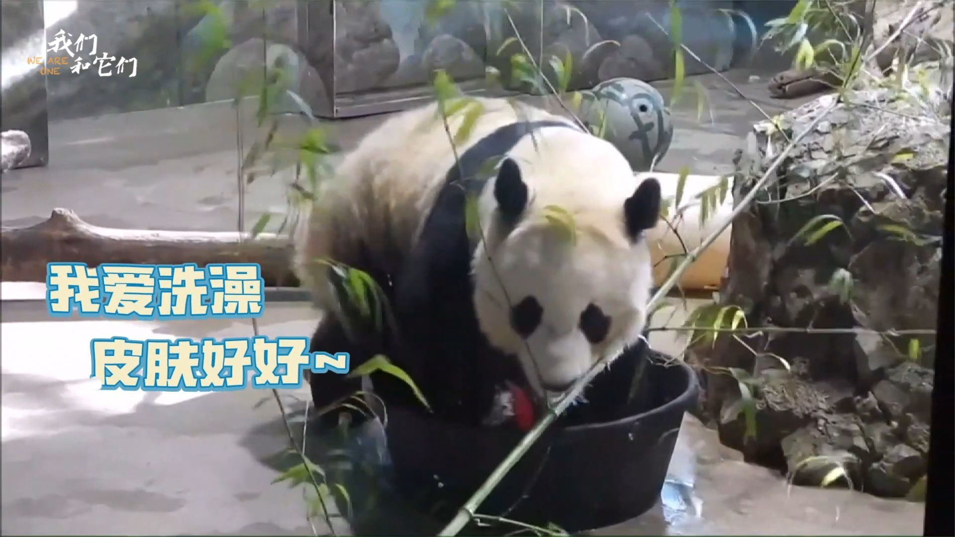 熊猫洗淋浴、河马吃西瓜……“花式降温”萌萌哒 - 封面新闻
