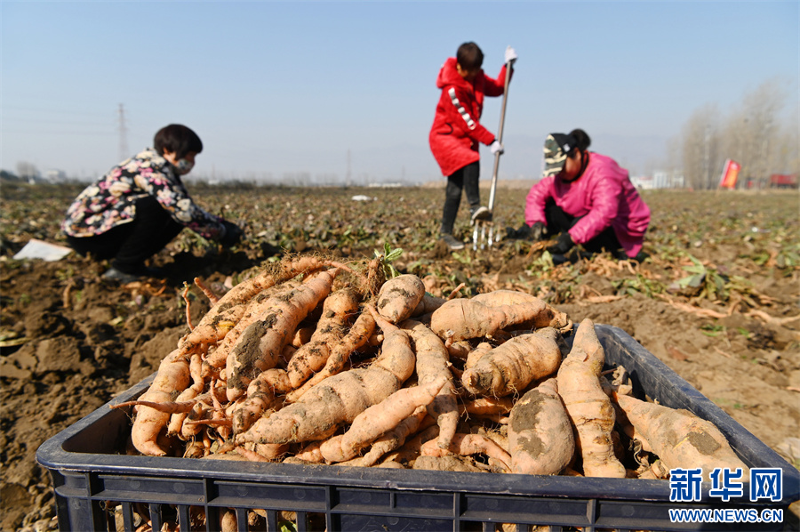 12月3日，河南省沁阳市西万镇留庄村，农民在田间采挖地黄。