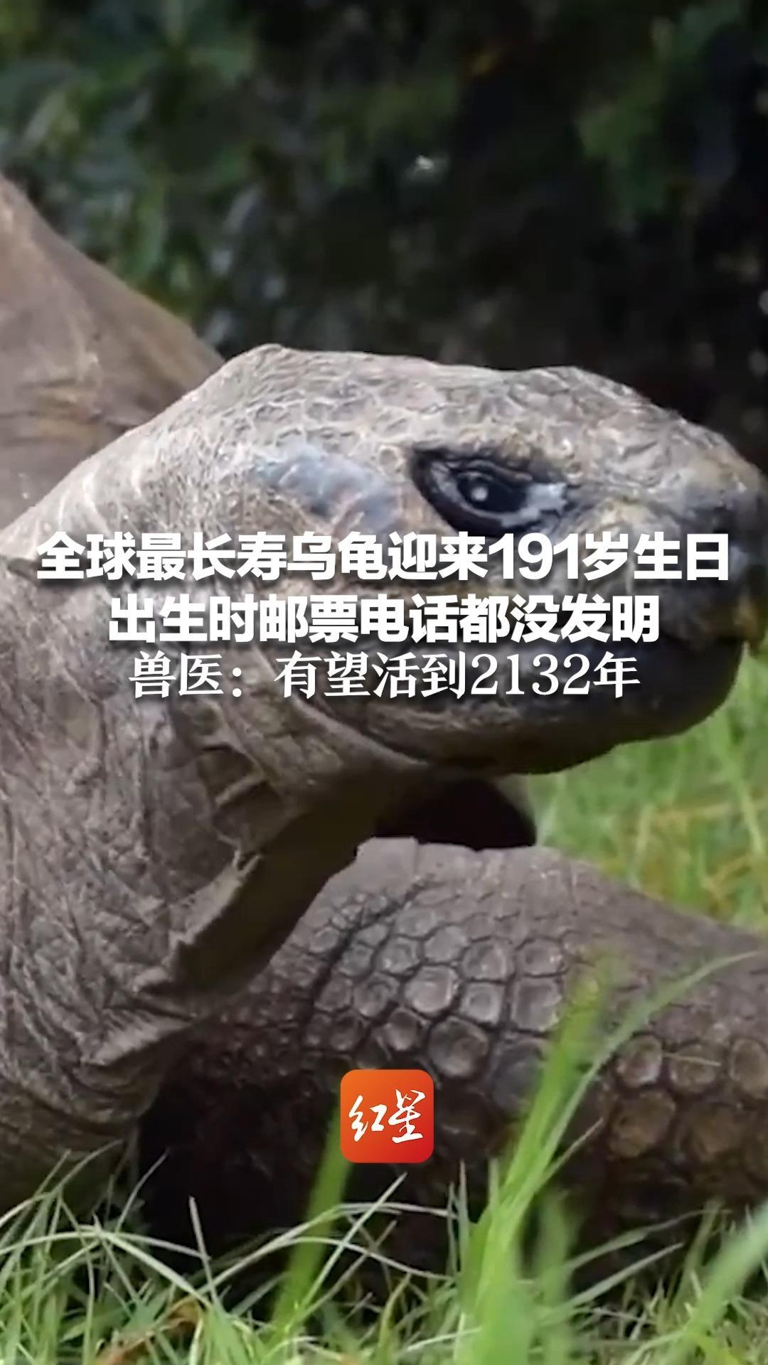 全球最长寿乌龟迎来191岁生日 出生时邮票电话都没发明兽医：有望活到2132年