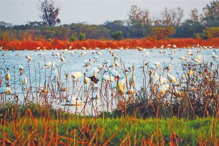 白鹤小镇迎来大量白鹤过冬。本报全媒体记者 陈璋摄