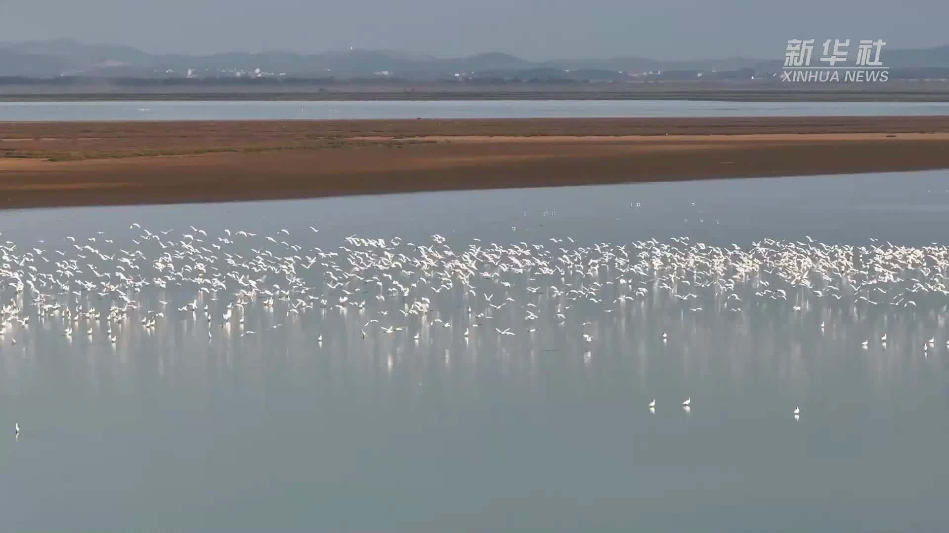 江西都昌:数十万只候鸟飞抵鄱阳湖水域越冬_凤凰网视频_凤凰网
