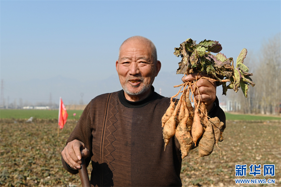 12月3日，河南省沁阳市西万镇留庄村，村民在展示刚刚采挖的地黄。