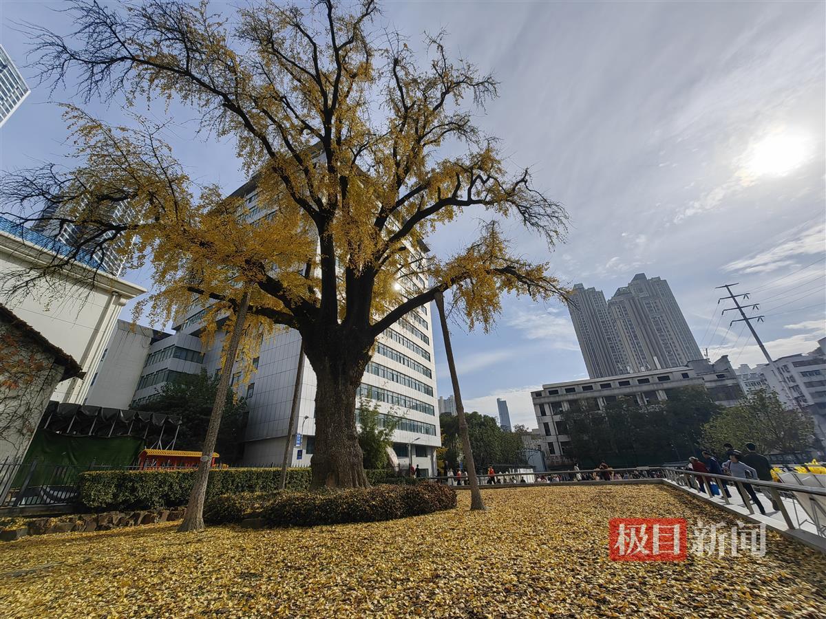 汉阳树披金甲,为自己铺金毯(芦佩摄)
