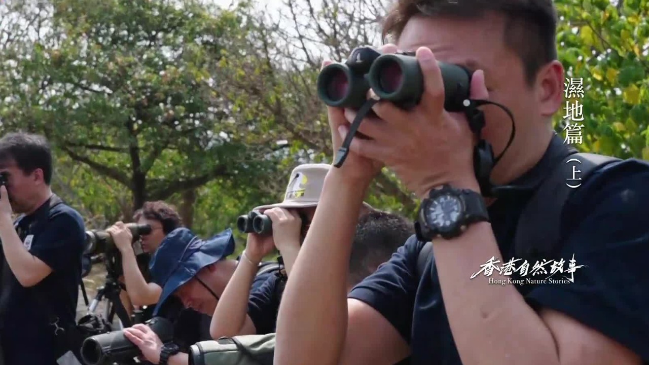 七十多种水鸟到香港米埔内后海湾湿地越冬，吸引全球观鸟爱好者纷至沓来