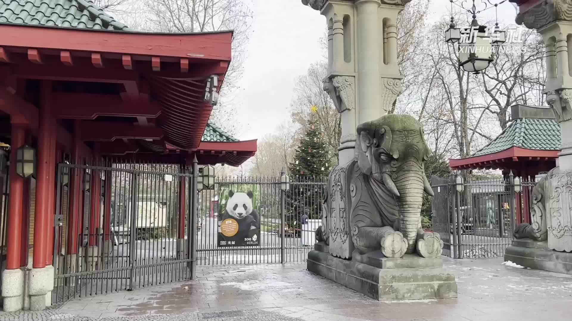 太萌了！柏林动物园双胞胎大熊猫雪地嬉戏玩耍