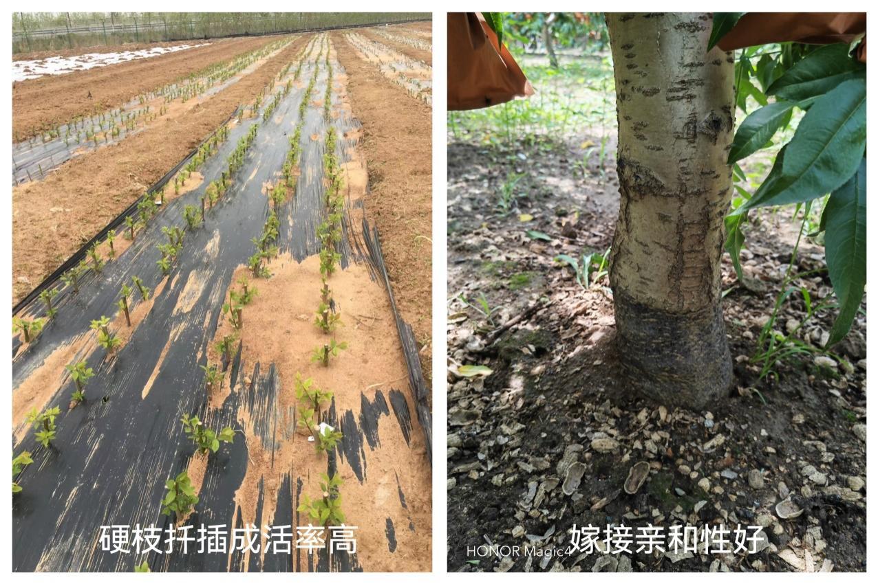 青岛市农科院的桃砧木优良品种选育 助力我国桃产业“本固枝荣”凤凰网青岛_凤凰网