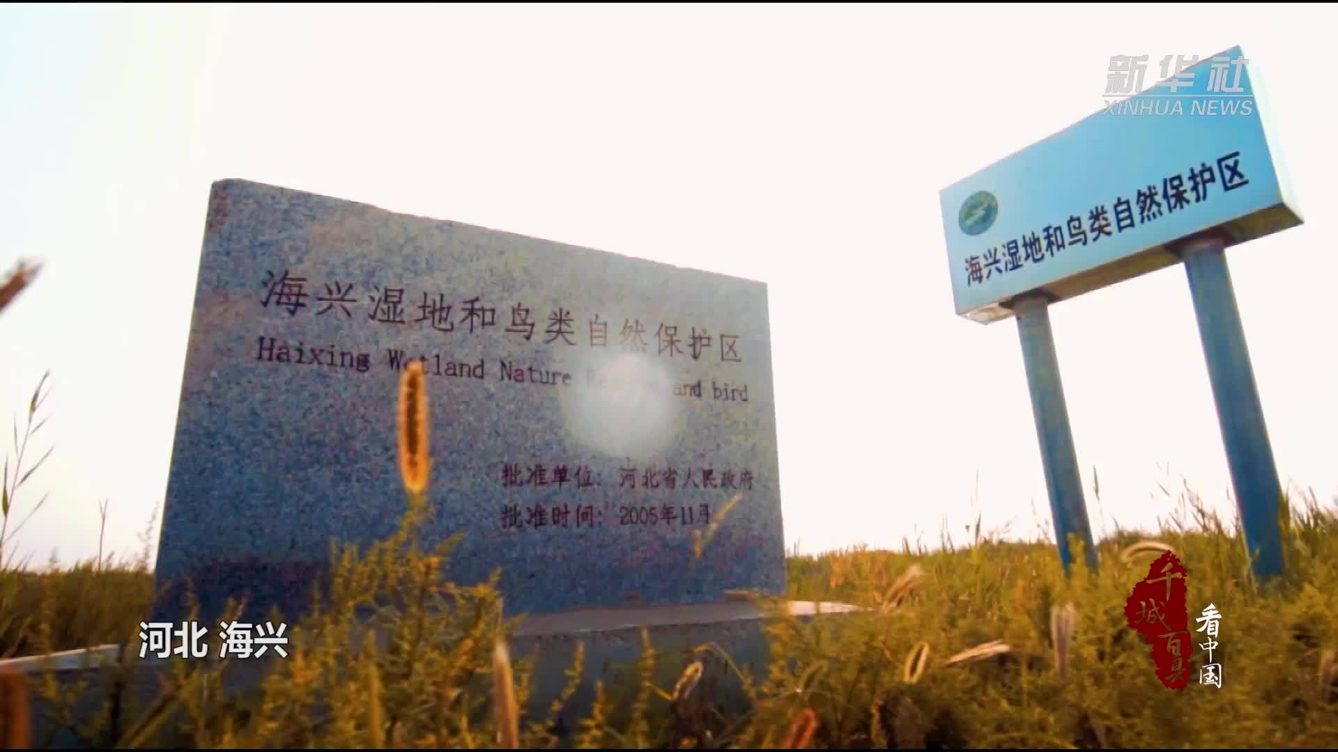 千城百县看中国|河北海兴:湿地迎来大批越冬候鸟_凤凰网视频_凤凰网