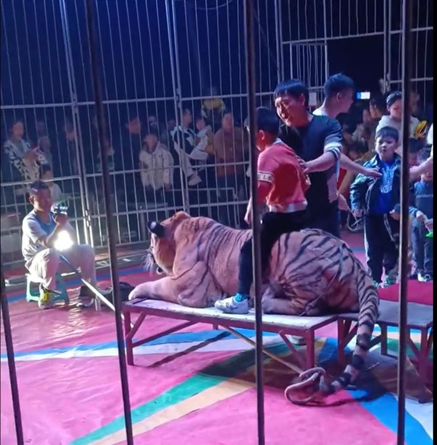 小孩坐在老虎身上拍照（图源：网络）