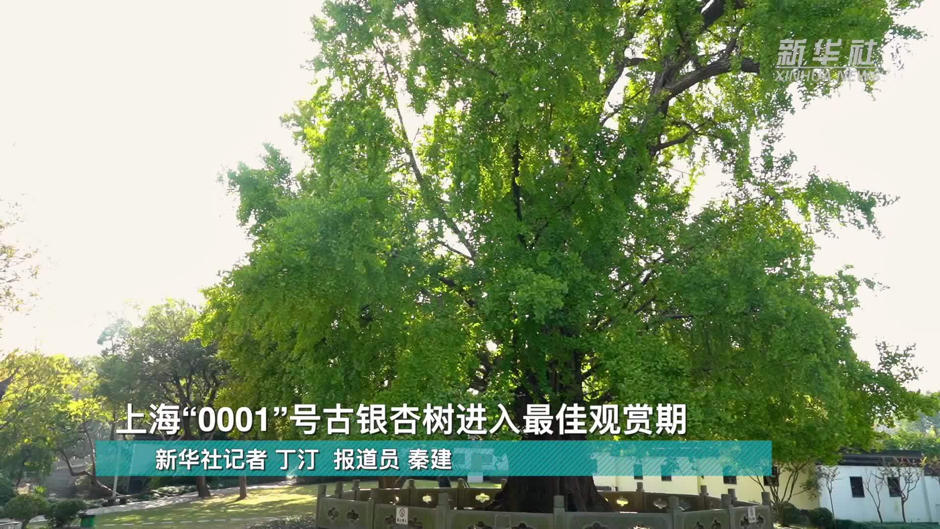 上海“0001”号古银杏树进入最佳观赏期