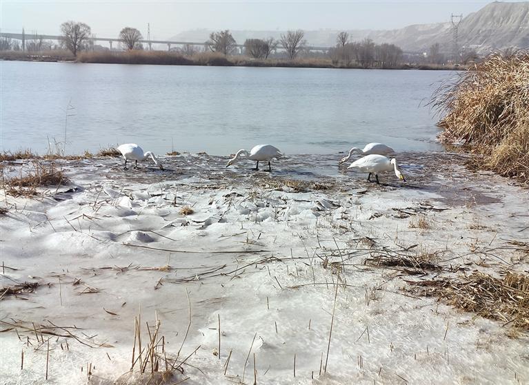 天鹅为冬季的三河口增添了一道风景