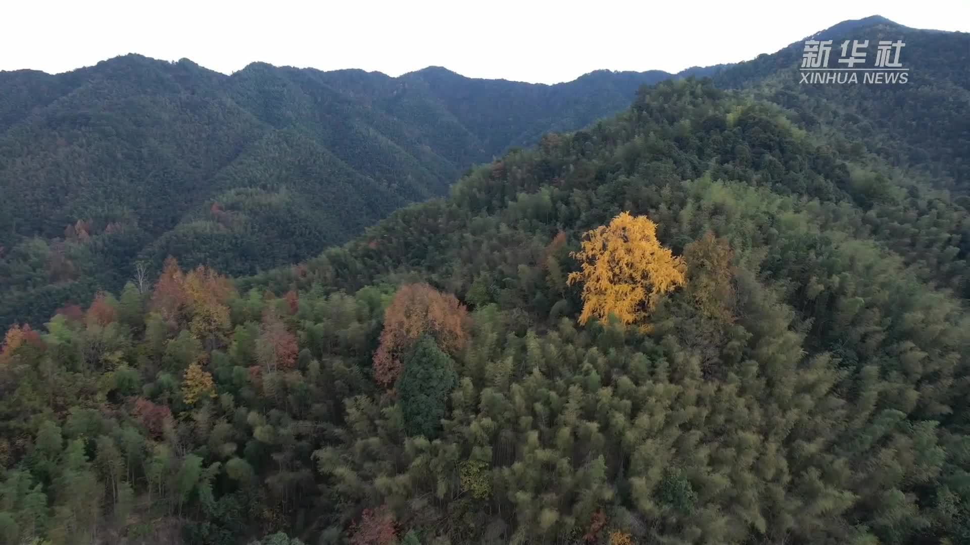 江西石城：万山丛中千年银杏一树金黄