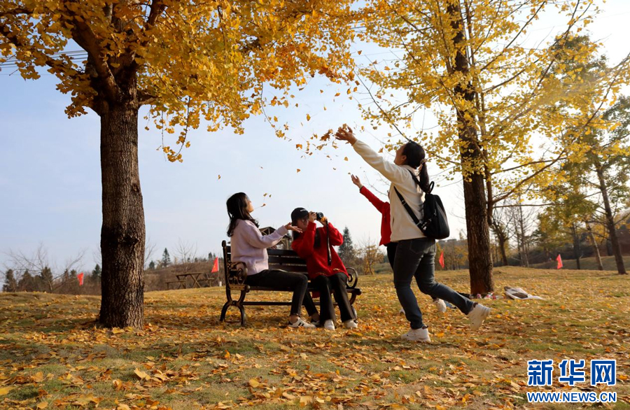 全南县龙源坝镇狮子寨客家风情小镇的大片银杏树迎来一年中最佳观赏期