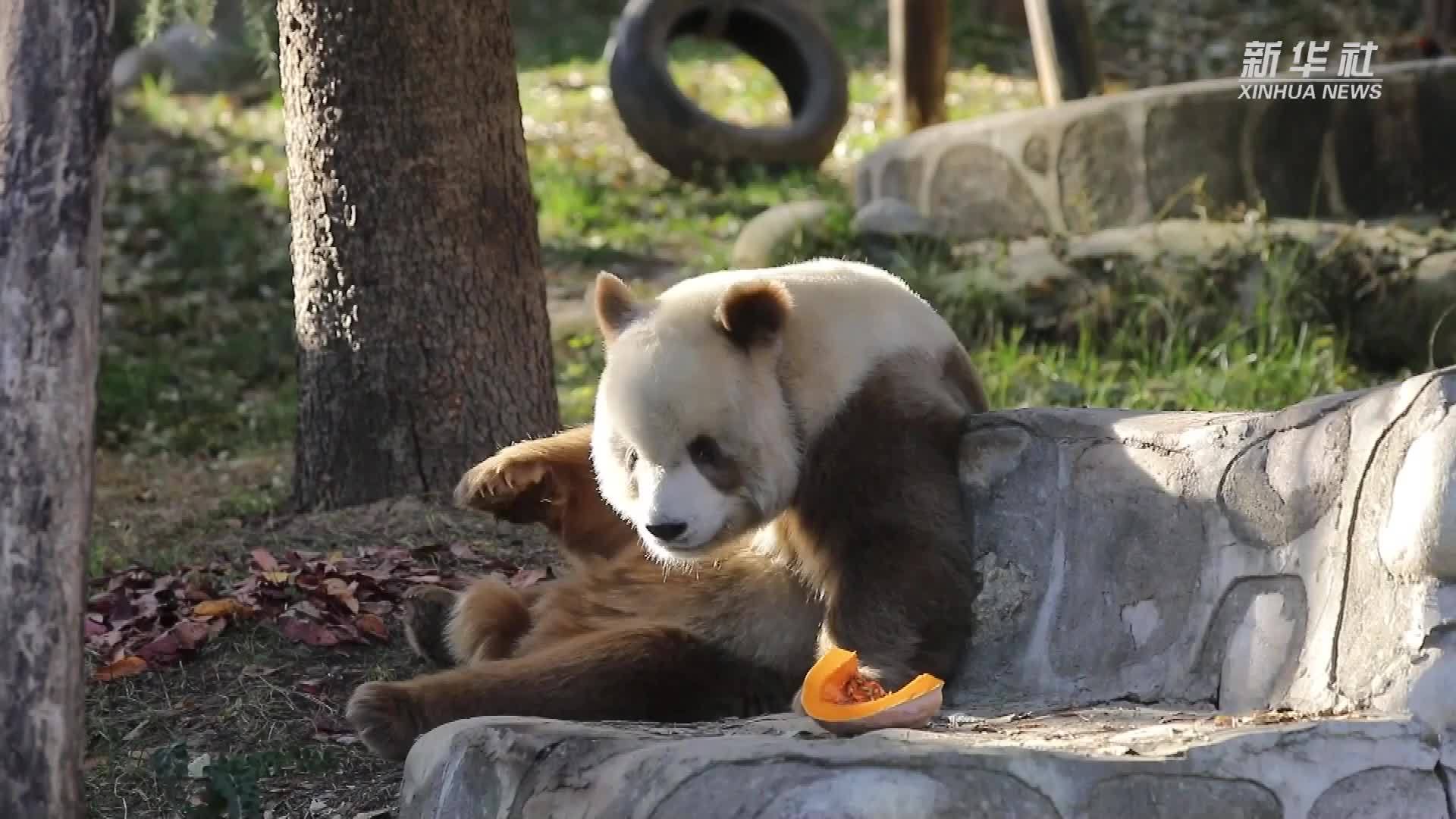 大熊猫七仔：南瓜真好吃