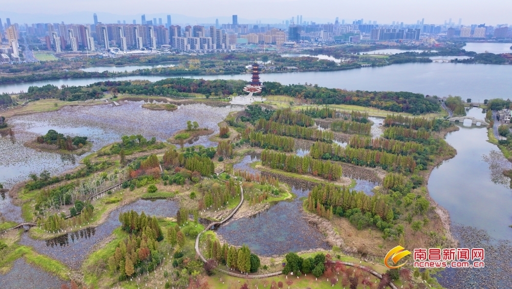 南昌冬日的象湖溼地公園景美如畫圖