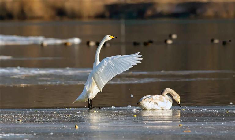 清波引“佳人” 白天鹅千里相约三河口