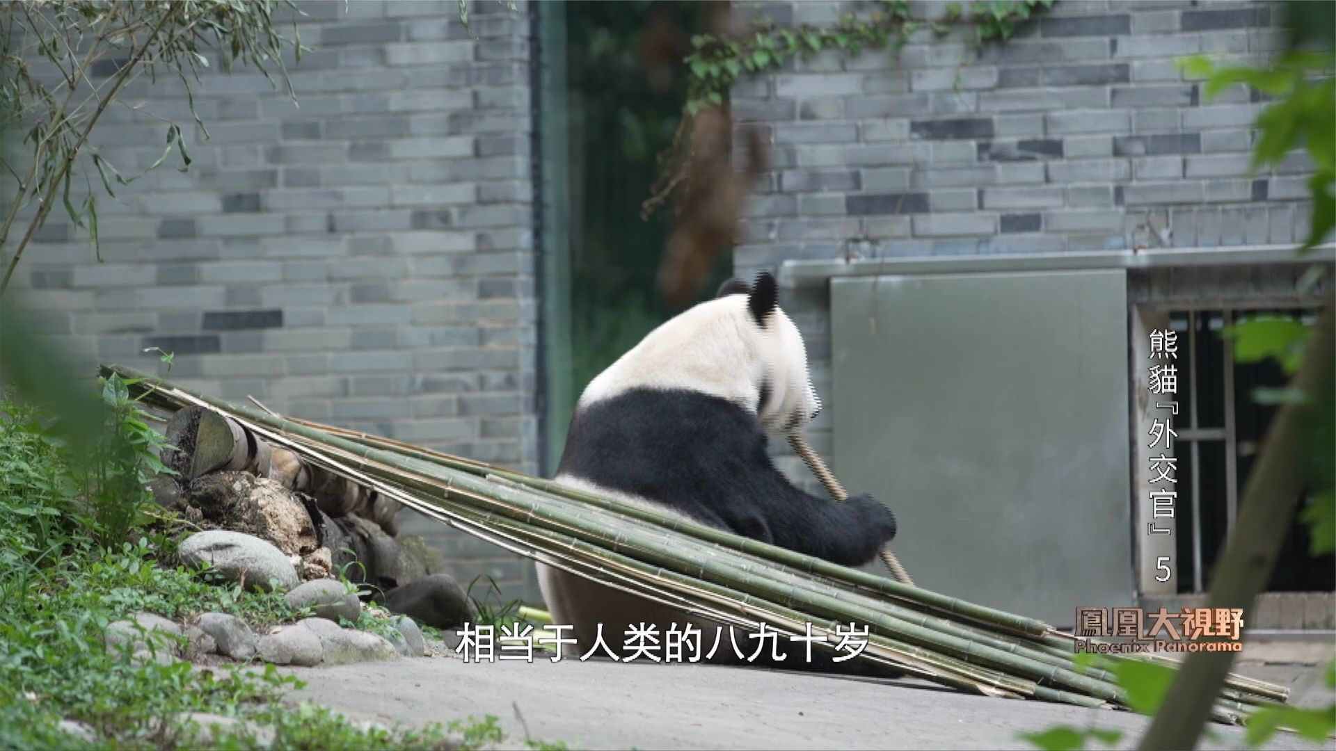 旅居海外23年，终回故乡，这是熊猫“白云”的老年生活