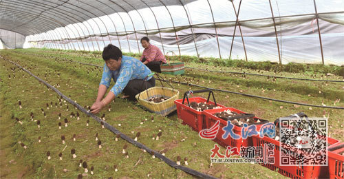 乐平市鸬鹚乡杨湖村“鸬鹚乡羊肚菌种植示范基地”内，当地农民正在采摘羊肚菌。视觉江西 朱定文 摄