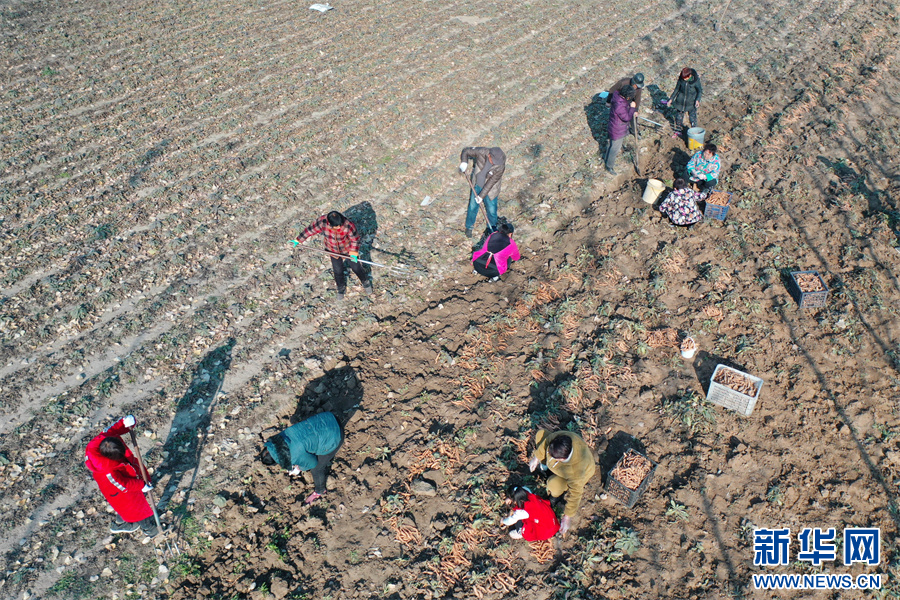 12月3日，河南省沁阳市西万镇留庄村，农民在田间采挖地黄。