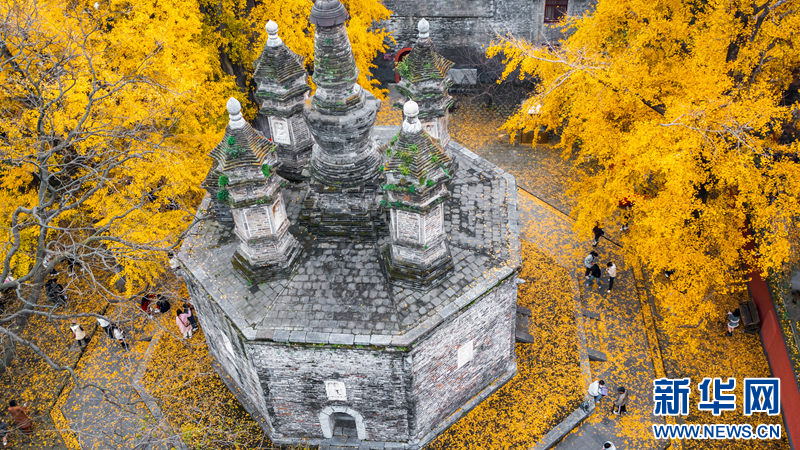 图为湖北襄阳广德寺内的银杏古树.吴肖摄 新华网发