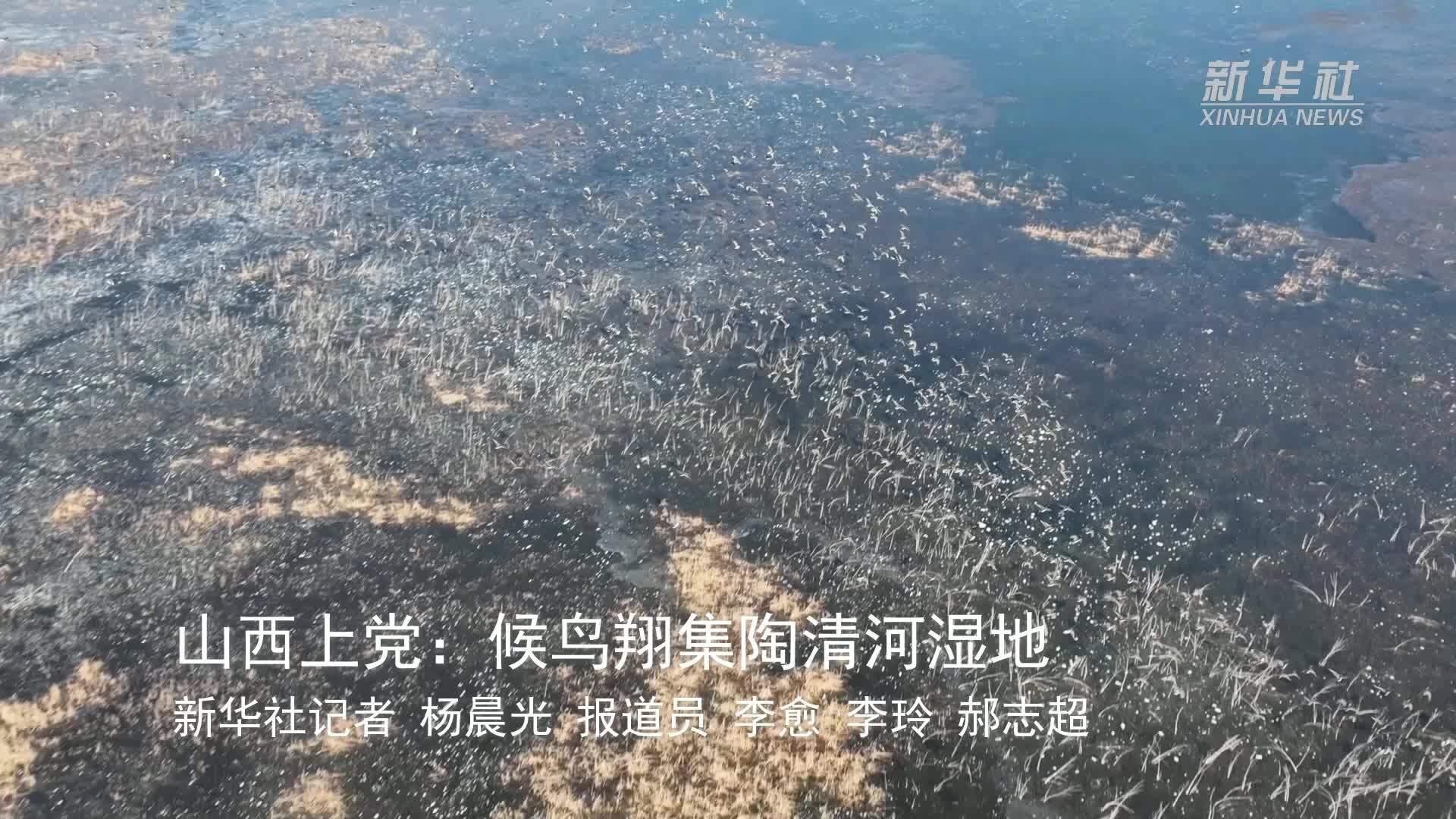 山西上党：候鸟翔集陶清河湿地