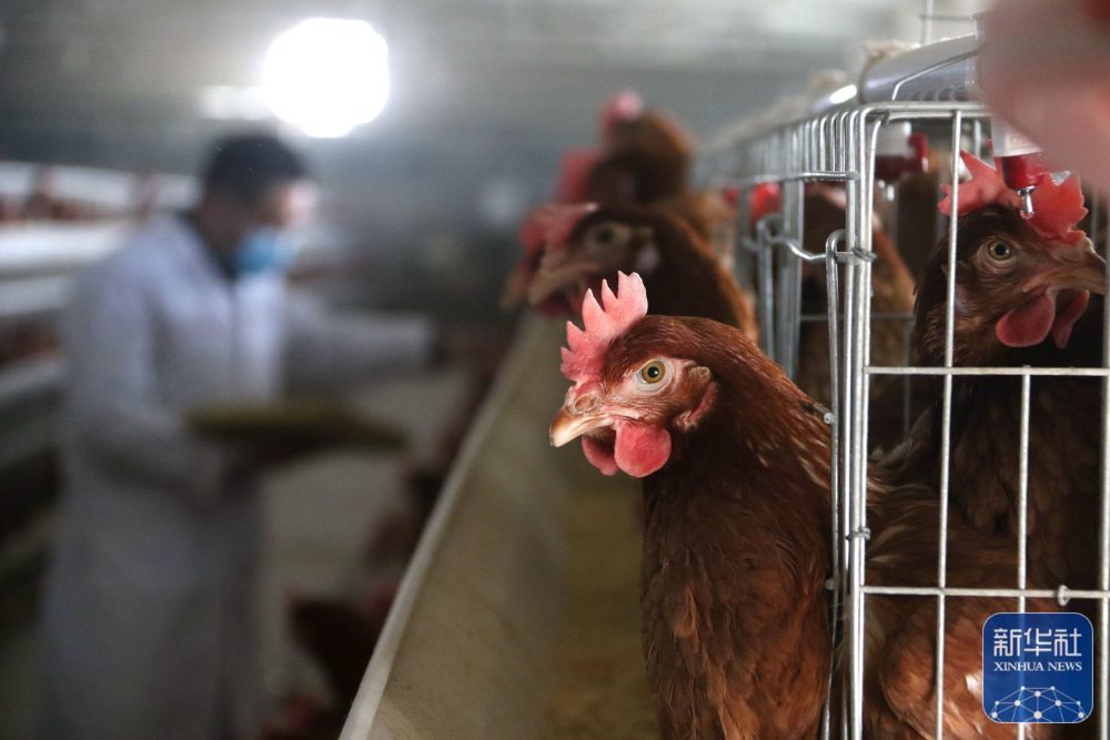 ↑12月2日，工人在甘肃省敦煌市郭家堡镇六号桥村养殖园区的一处养鸡场内收鸡蛋。