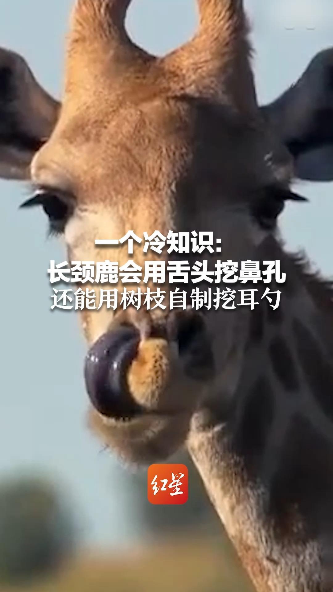 一个冷知识：长颈鹿会用舌头挖鼻孔 还能用树枝自制挖耳勺