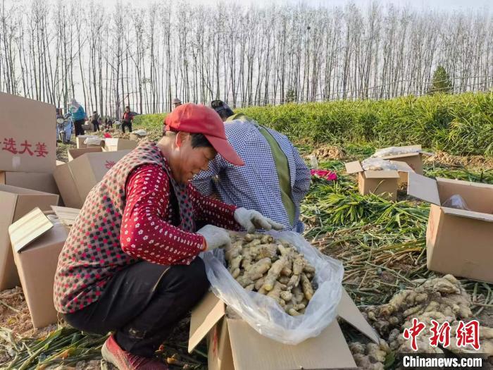 图为平舆县双庙乡生姜种植基地的村民正把生姜装箱。　　刘磊 摄