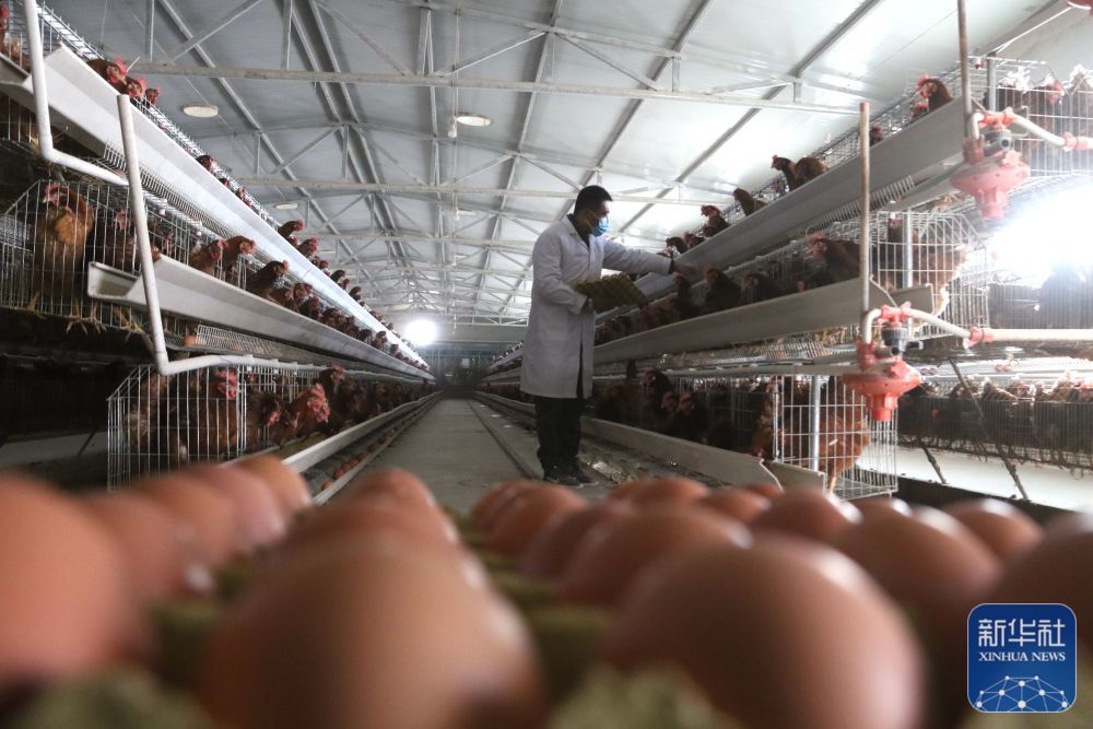 ↑12月2日，工人在甘肃省敦煌市郭家堡镇六号桥村养殖园区的一处养鸡场内收鸡蛋。