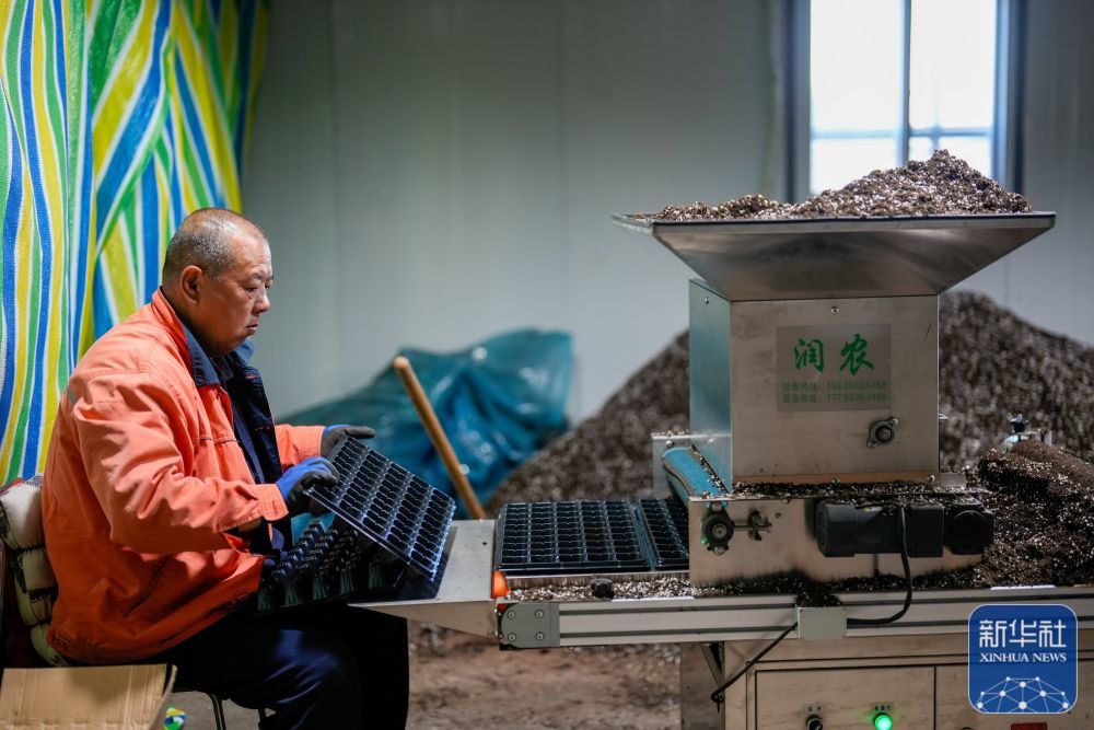 河北乐亭：寒冬时节育苗忙