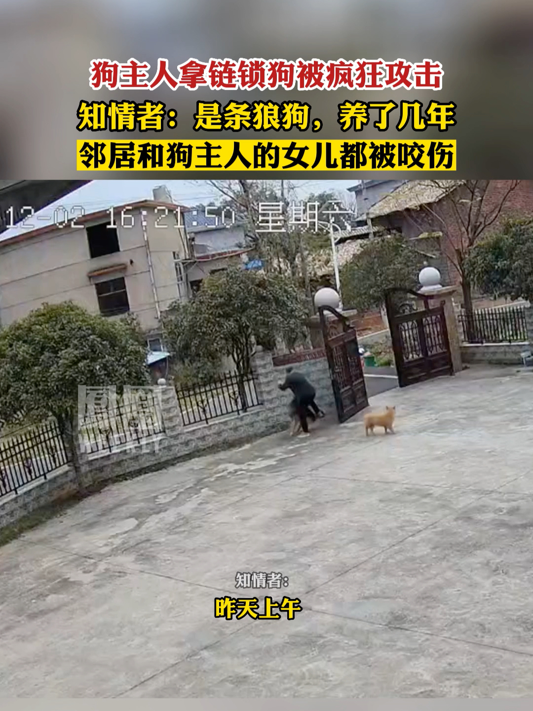 狗主人拿链锁狗被疯狂攻击。#热点知多少_凤凰网视频_凤凰网