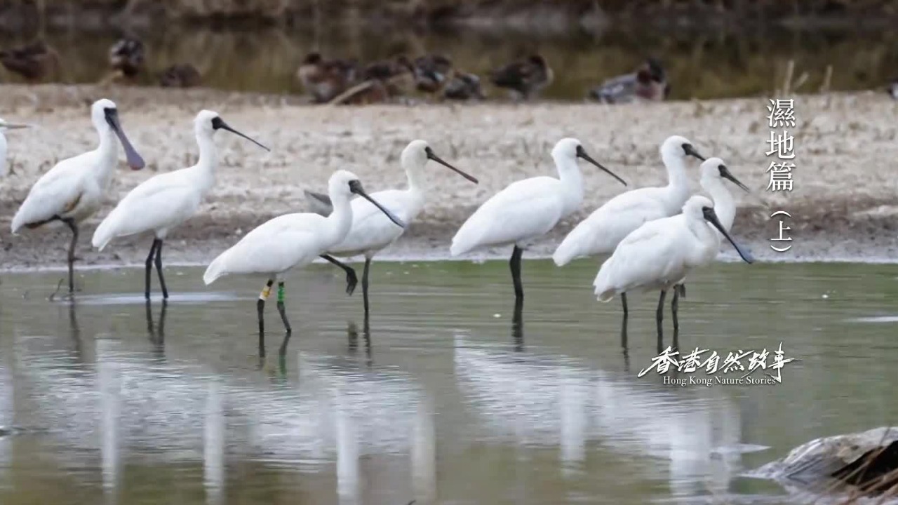 全球候鸟迁徙通道有四条经过中国，香港米埔内后海湾湿地正处于中心位置