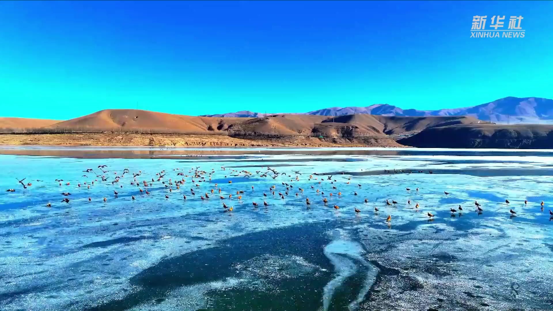 青海海晏：数千只鸟类现身东大滩水库