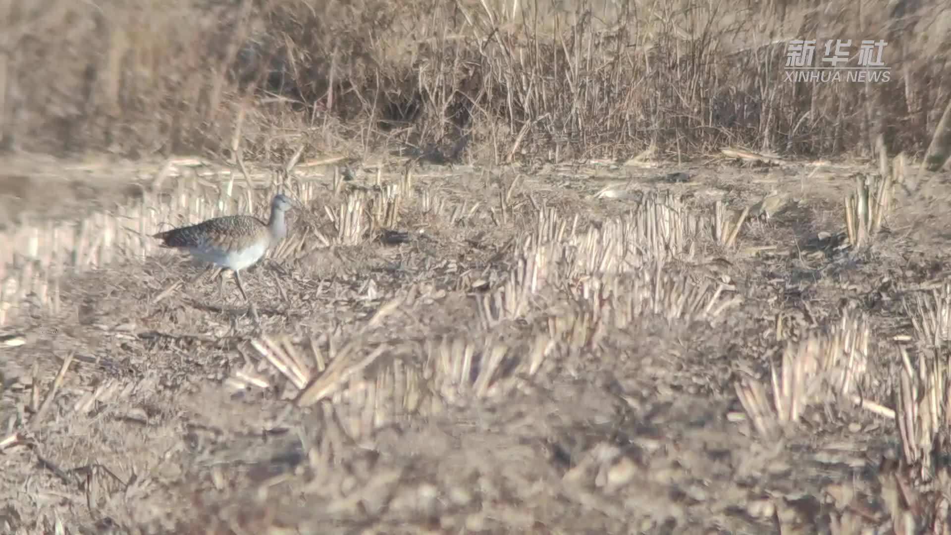 大鸨回来啦！这是大鸨第8年在北京通州越冬