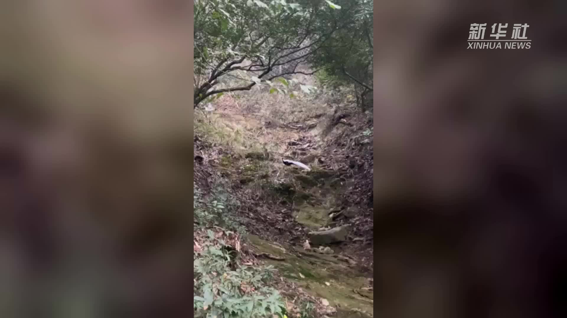 江西武功山:有“白凤凰”之称白鹇现身_凤凰网视频_凤凰网