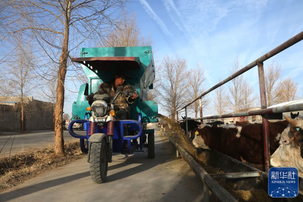 ↑12月2日，工人在甘肃省敦煌市郭家堡镇六号桥村养殖园区的一处养牛场内给牛添加饲料。